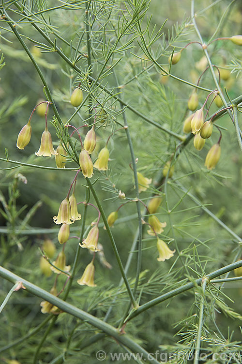 The flowers of Asparagus (<i>Asparagus officinalis</i>), a widely cultivated herbaceous perennial with edible new shoots that was originally native to Eurasia and North Africa. asparagus-2372htm'>Asparagus.