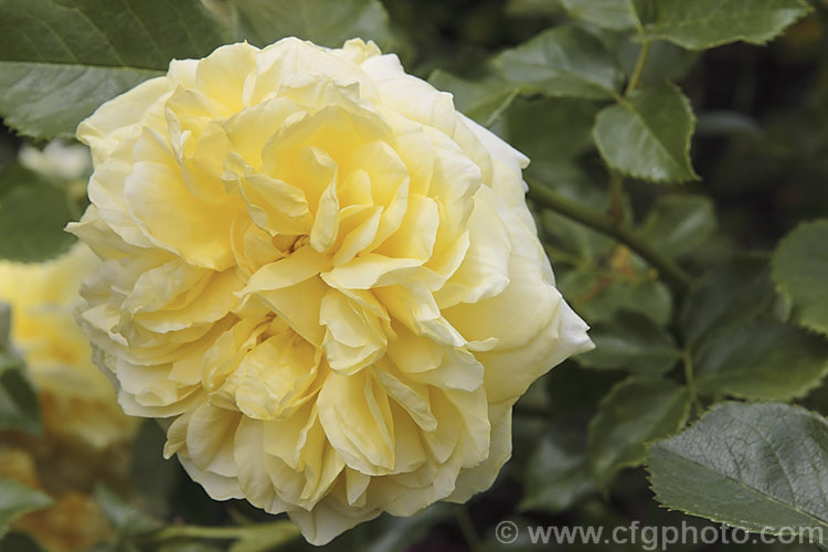 Rosa 'Happy Child' ('Iceberg' cross x 'Hero'), a David Austin. English Rose raised in 1993. It is a compact, repeat-flowering shrub that grows to around 12m high and wide. The flowers are mildly scented and made up of around 100 petals. Order: Rosales, Family: Rosaceae