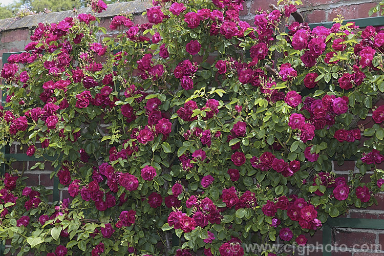 Rosa 'Black Boy' ('Etoile de France' x 'Bardou. Job'), a fragrant. Climber raised and introduced in 1919 by Alister. Clark of Australia. Its semi-double flowers appear in flushes through the warmer months and the plant can grow to 3m high and wide. Order: Rosales, Family: Rosaceae