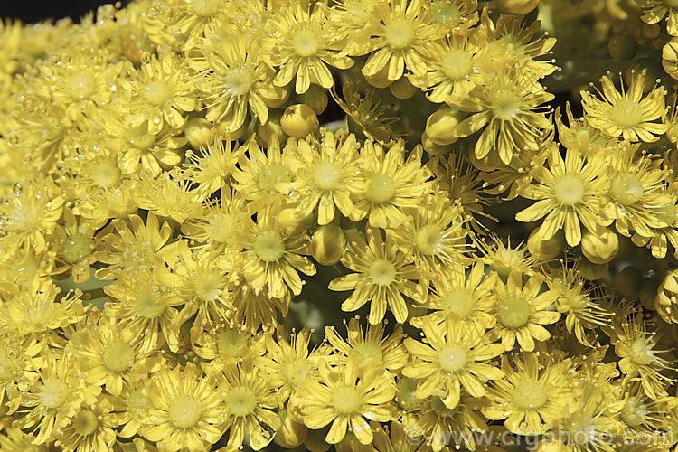 The flowers of the Saucer Plant (<i>Aeonium undulatum</i>), a perennial succulent subshrub native to Gran Canaria Island It forms large clumps of rosettes that flower in spring. Order: Saxifragales, Family: Crassulaceae