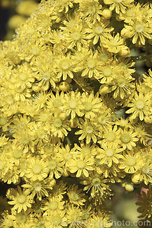 The flowers of the Saucer Plant (<i>Aeonium undulatum</i>), a perennial succulent subshrub native to Gran Canaria Island It forms large clumps of rosettes that flower in spring. Order: Saxifragales, Family: Crassulaceae