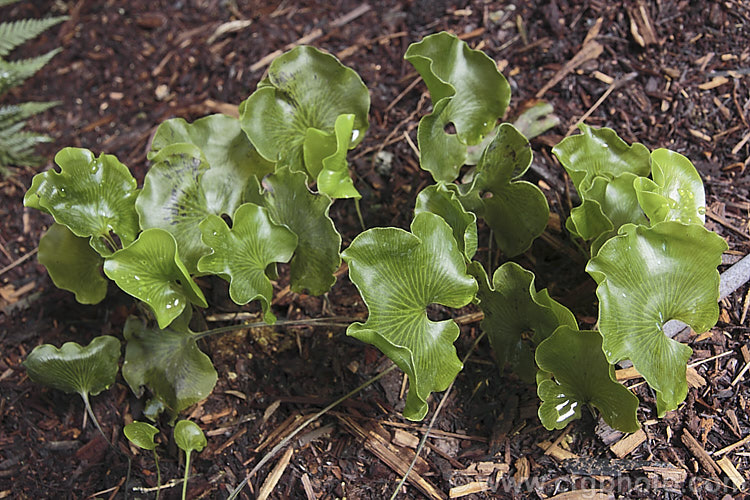 Kidney Fern (<i>Cardiomanes reniforme [syn. Trichomanes reniforme, Hymenophyllum nephrophyllum]), a very distinctively foliaged New Zealand fern that because of its very thin, easily desiccated fronds is restricted to area of high humidity and rainfall. Order: Hymenophyllales, Family: Hymenophyllaceae