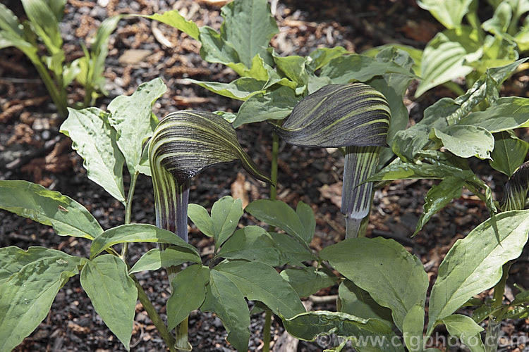 Arisaema amurense, a spring-flowering tuberous perennial native to northAsia. The stripes on the white spathe may be any shade from bright green to deep blackish red. Order: Alismatales, Family: Araceae