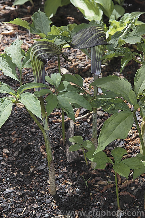 Arisaema amurense, a spring-flowering tuberous perennial native to northAsia. The stripes on the white spathe may be any shade from bright green to deep blackish red. Order: Alismatales, Family: Araceae