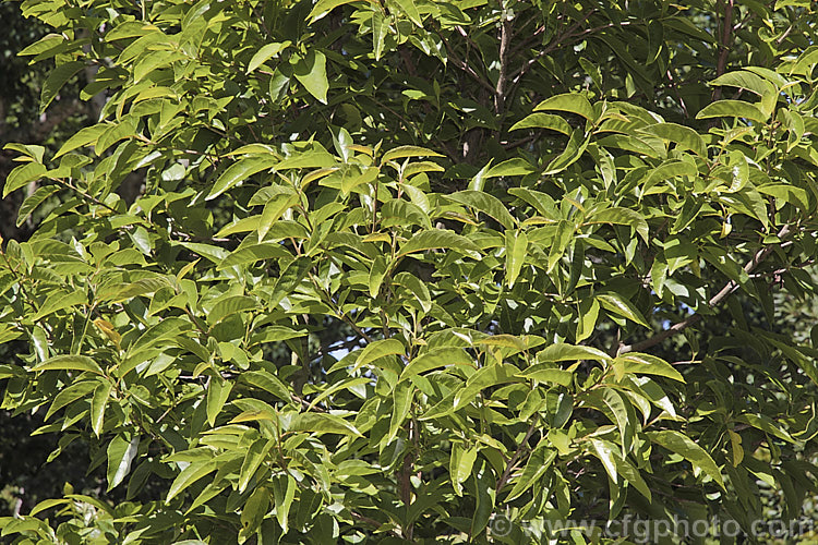 Alniphyllum pterospermum, a deciduous, late spring- to early summer-flowering large shrub or small tree found in Taiwan and neighbouring parts of China. It grows to around 10m tall It is sometimes known as Wing-seeded. China Bells and produces open sprays of small, white, bell-shaped flowers. alniphyllum-2255htm'>Alniphyllum. <a href='styracaceae-plant-family-photoshtml'>Styracaceae</a>.