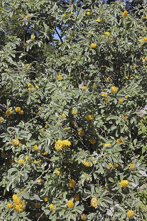 Moroccan Broom or Pineapple Broom (<i>Argyrocytisus battandieri [Cytisus battandieri]), a deciduous or semi-evergreen shrub native to Morocco. It has silver-haired foliage, grows to around 4m tall and produces its fragrant flowerheads from mid-spring into summer. Order: Fabales, Family: Fabaceae