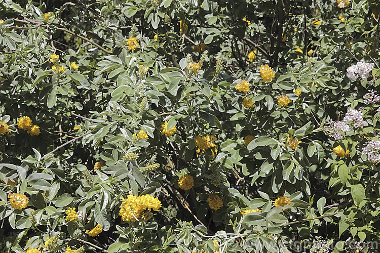 Moroccan Broom or Pineapple Broom (<i>Argyrocytisus battandieri [Cytisus battandieri]), a deciduous or semi-evergreen shrub native to Morocco. It has silver-haired foliage, grows to around 4m tall and produces its fragrant flowerheads from mid-spring into summer. Order: Fabales, Family: Fabaceae