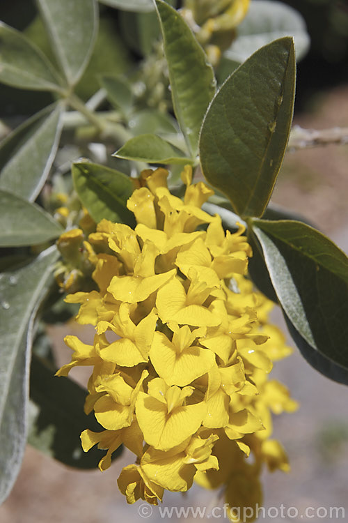 Moroccan Broom or Pineapple Broom (<i>Argyrocytisus battandieri [Cytisus battandieri]), a deciduous or semi-evergreen shrub native to Morocco. It has silver-haired foliage, grows to around 4m tall and produces its fragrant flowerheads from mid-spring into summer. Order: Fabales, Family: Fabaceae