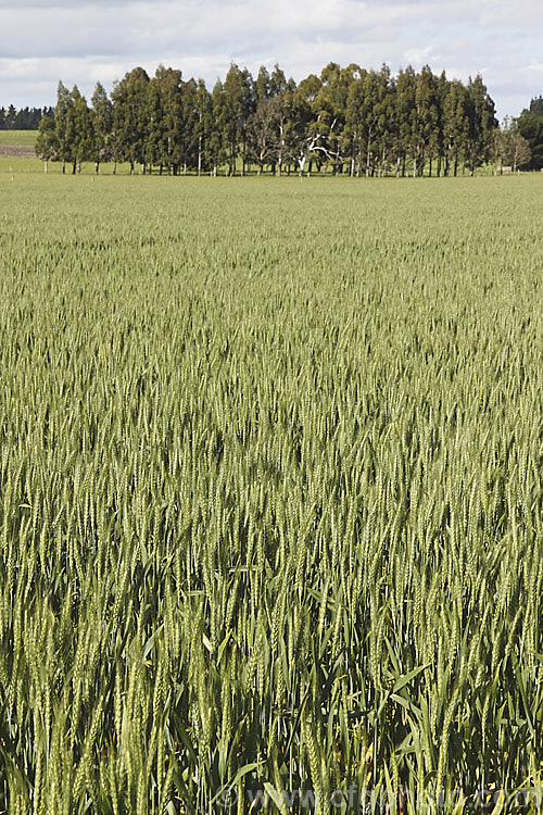 A field of wheat (<i>Triticum aestivum</i>) maturing quickly in late spring. Canterbury, New Zealand triticum-2291htm'>Triticum. .