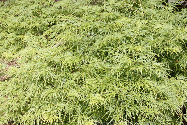 Bright Green Fine-leaved Japanese Maple (<i>Acer palmatum</i> 'Dissectum Palmatifidium'), a cultivar with very fresh bright green foliage that develops rich gold and orange tones in autumn. The leaves are broad and very finely divided. Order Sapindales, Family: Sapindaceae