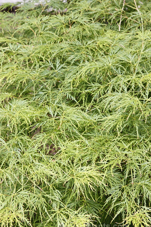 Bright Green Fine-leaved Japanese Maple (<i>Acer palmatum</i> 'Dissectum Palmatifidium'), a cultivar with very fresh bright green foliage that develops rich gold and orange tones in autumn. The leaves are broad and very finely divided. Order Sapindales, Family: Sapindaceae