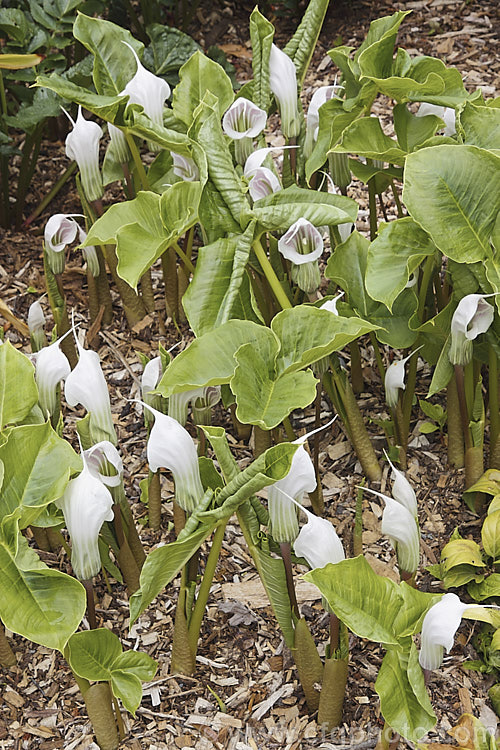 Arisaema candidissimum, a late spring- to early summer-flowering, tuberous-rooted, arum family perennial from western China. It produces one large trifoliate leaf per flower stem but can form a large clump once established. Order: Alismatales, Family: Araceae