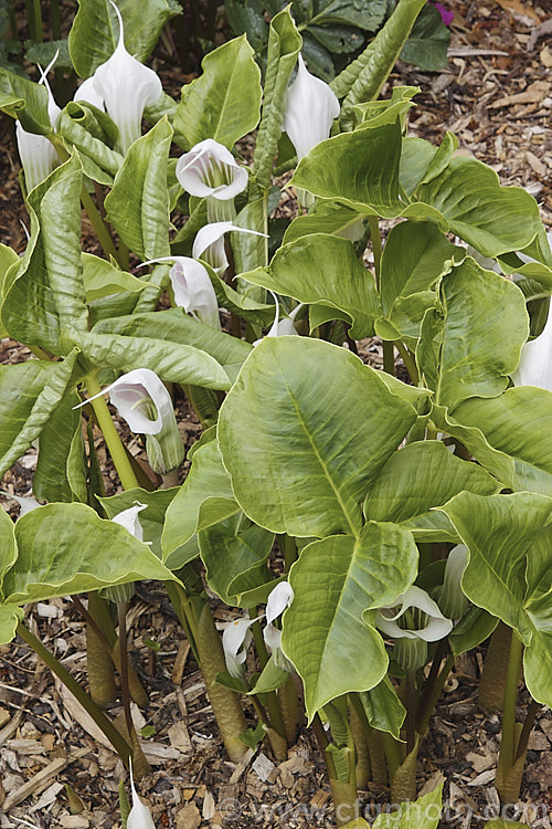 Arisaema candidissimum, a late spring- to early summer-flowering, tuberous-rooted, arum family perennial from western China. It produces one large trifoliate leaf per flower stem but can form a large clump once established. Order: Alismatales, Family: Araceae