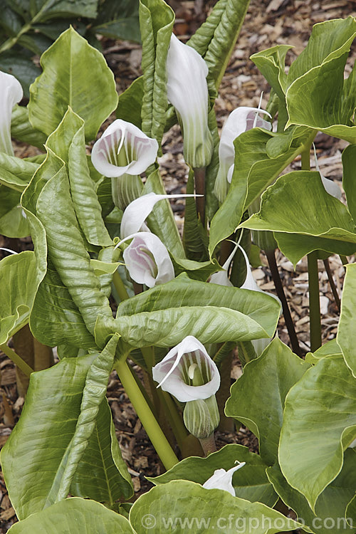 Arisaema candidissimum, a late spring- to early summer-flowering, tuberous-rooted, arum family perennial from western China. It produces one large trifoliate leaf per flower stem but can form a large clump once established. Order: Alismatales, Family: Araceae