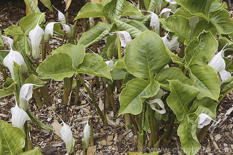 Arisaema candidissimum, a late spring- to early summer-flowering, tuberous-rooted, arum family perennial from western China. It produces one large trifoliate leaf per flower stem but can form a large clump once established. Order: Alismatales, Family: Araceae