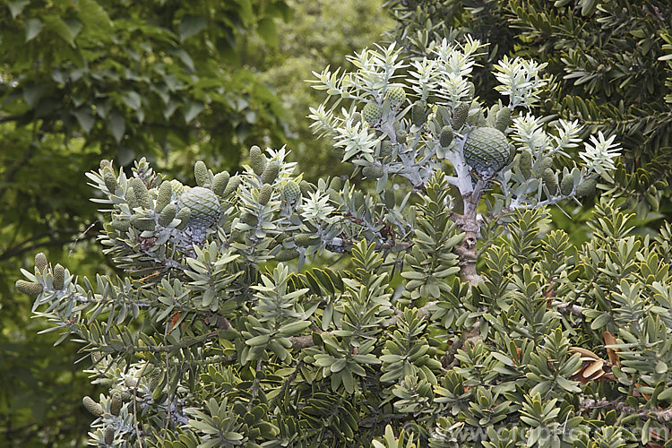 Young foliage, pollen cones and female cones of Kauri (<i>Agathis australis</i>), the largest New Zealand native tree, the kauri has an extremely strong, durable wood that is excellent for high grade furniture and construction. Its thick, leathery leaves and globular cones make it an attractive garden plant when young. Order: Araucariales, Family: Araucariaceae