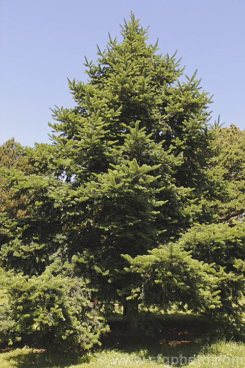 <i>Abies chensiensis</i> subsp. <i>salouenensis</i>, a subspecies of the Shensi Fir, an evergreen, 30-50m tall conifer native to China, in which the leaves are longer than the species - up to 75 cm long. This subspecies occurs as far south as northern India Order: Pinales, Family: Pinaceae