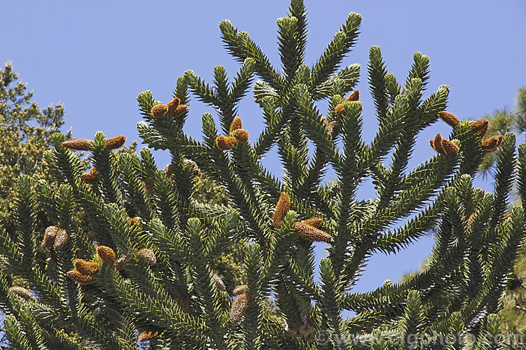 The male or pollen cones at the top of a Monkey Puzzle Tree (<i>Araucaria araucana</i>). This evergreen conifer from central Chile and northern Patagonia has stiff, sharply pointed triangular leaves and huge seed cones. Order: Pinales, Family: Araucariaceae