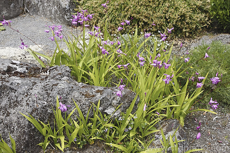 Chinese Ground. Orchid (<i>Bletilla striata</i>), a hardy terrestrial orchid native to Japan, China and Tibet. It flowers in late spring and early summer and naturalises well in reasonably mild climates