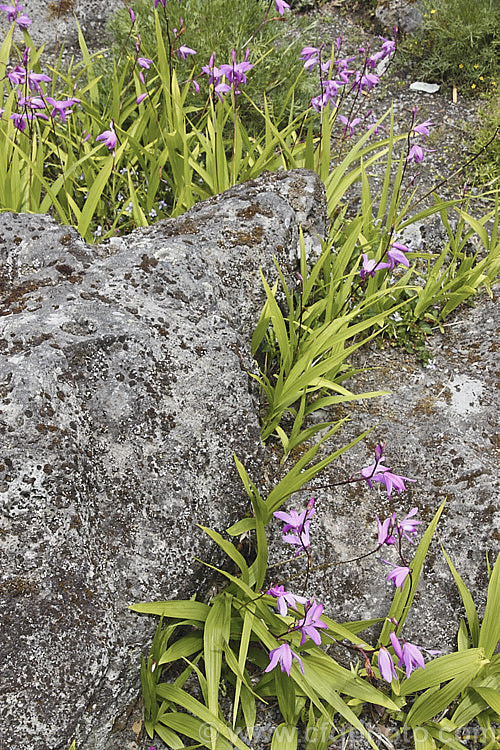 Chinese Ground. Orchid (<i>Bletilla striata</i>), a hardy terrestrial orchid native to Japan, China and Tibet. It flowers in late spring and early summer and naturalises well in reasonably mild climates