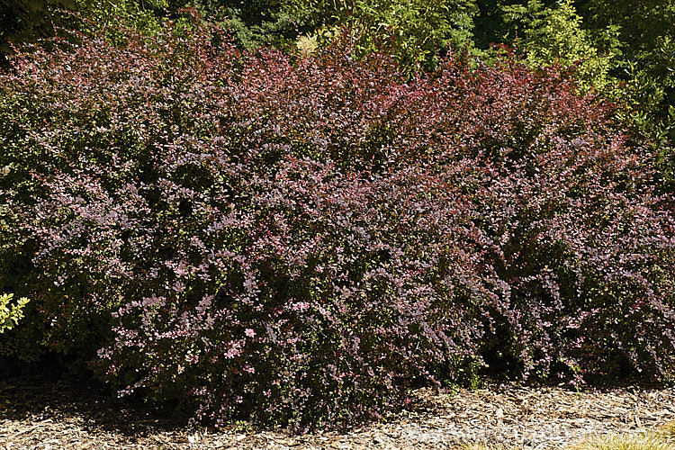 Berberis thunbergii 'Rose Glow', a cultivar with pink and white variegation over deep bronze foliage. It does not flower or fruit well and is primarily grown for its foliage. berberis-2186htm'>Berberis. Order: Ranunculales, Family: Berberidaceae