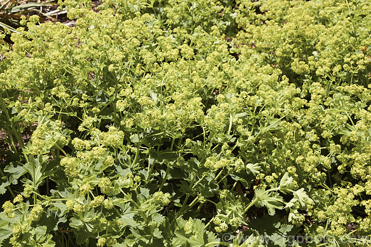 Alchemilla xanthochlora, a spreading. European perennial with flower stems up to 50cm high, though it is often more of a ground-cover. The flowerheads appear in late spring. alchemilla-2275htm'>Alchemilla.