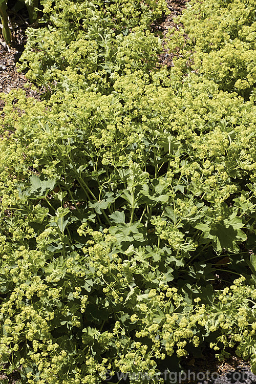 Alchemilla xanthochlora, a spreading. European perennial with flower stems up to 50cm high, though it is often more of a ground-cover. The flowerheads appear in late spring. alchemilla-2275htm'>Alchemilla.