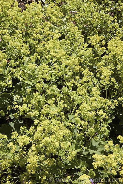 Alchemilla xanthochlora, a spreading. European perennial with flower stems up to 50cm high, though it is often more of a ground-cover. The flowerheads appear in late spring. alchemilla-2275htm'>Alchemilla.