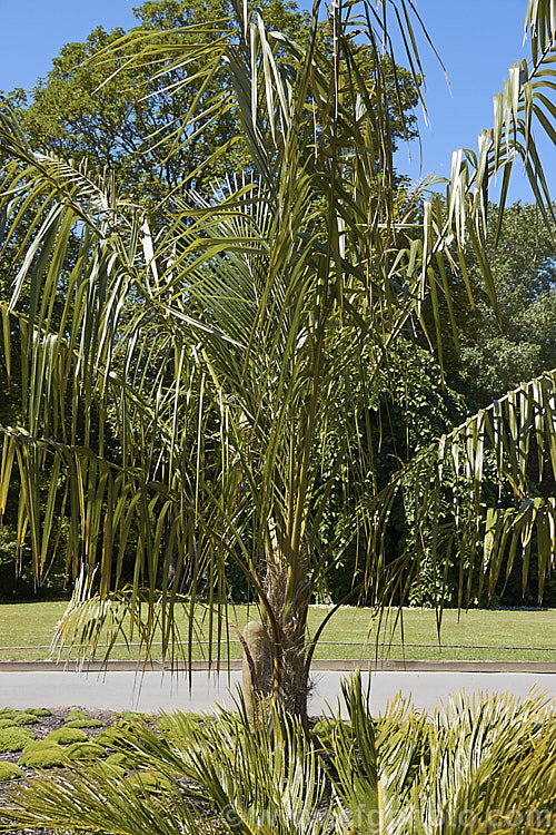 Bolivian. Mountain Coconut or Palma de Pasobaya (<i>Parajubaea torallyi</i>), a feather palm endemic to Bolivia where it grows at elevations of 2400-3400m. It is surprisingly frost hardy despite its tropical appearance and it large coconut-like fruits are a feature of mature plants, which can be up to 13m tall parajubaea-2475htm'>Parajubaea.