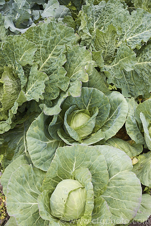 Drumhead Cabbage (<i>Brassica oleracea, Capitata Group</i>), the typical smooth-leaved, round-headed form of cabbage