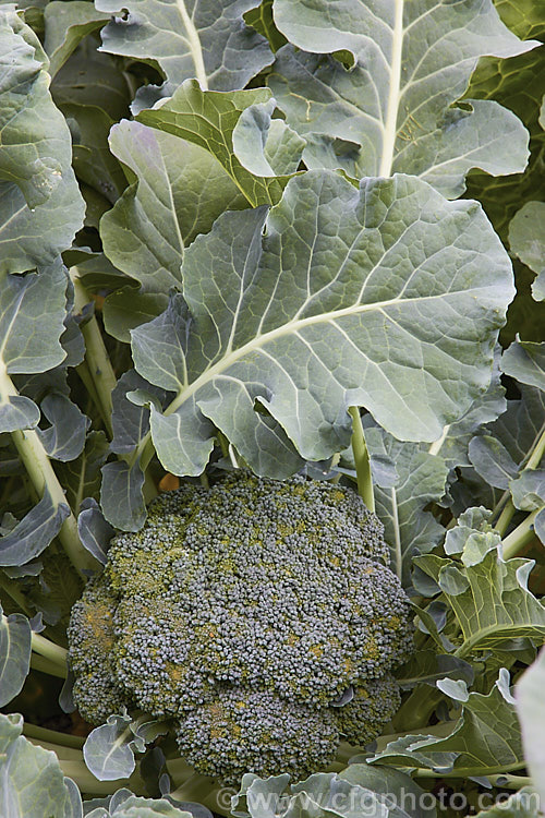 Broccoli (<i>Brassica oleracea - Botrytis Group</i>), a cabbage family vegetable grown for its edible flower bud head. Broccoli is widely regarded as the most nutritious of the brassicas