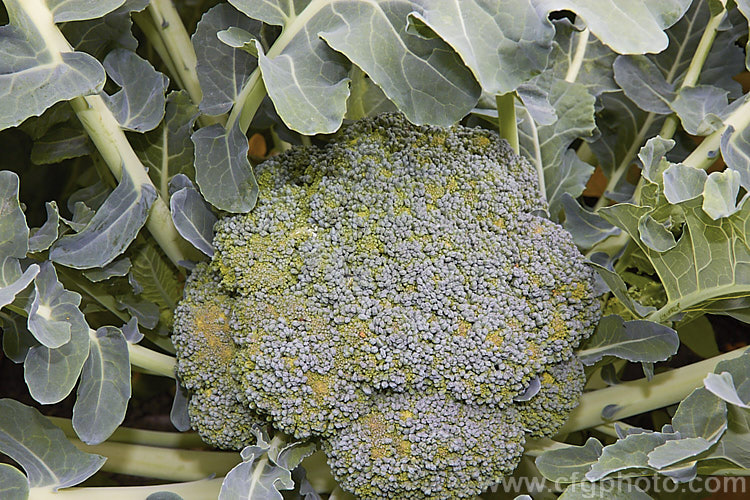 Broccoli (<i>Brassica oleracea - Botrytis Group</i>), a cabbage family vegetable grown for its edible flower bud head. Broccoli is widely regarded as the most nutritious of the brassicas