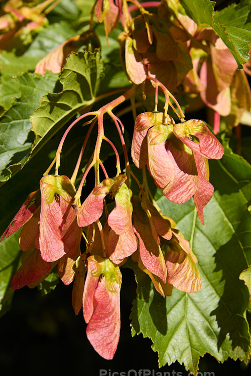 Near mature samara (seedpods</i>) of Tatarian Maple (<i>Acer tataricum</i>), a small deciduous tree found over much of the temperate area of the northern hemisphere except western Europe. Order Sapindales, Family: Sapindaceae