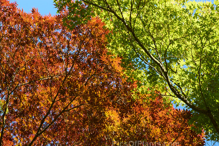 Evening sun shining through the summer foliage of Japanese Maple (<i>Acer palmatum</i>) cultivars. The Japanese Maple is a widely cultivated 8m tall deciduous tree from Japan and Korea. There are many cultivated forms. Order Sapindales, Family: Sapindaceae