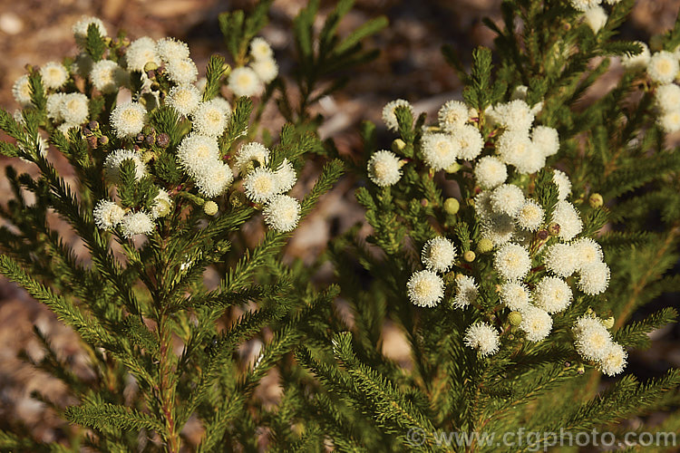 Berzelia lanuginosa, an evergreen 2m high. South African shrub with soft needle-like leaves. The individual flowers are very small but densely packed in spherical heads about 1cm in diameter. berzelia-2600htm'>Berzelia. <a href='bruniaceae-plant-family-photoshtml'>Bruniaceae</a>.