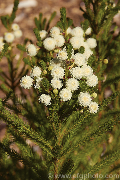 Berzelia lanuginosa, an evergreen 2m high. South African shrub with soft needle-like leaves. The individual flowers are very small but densely packed in spherical heads about 1cm in diameter. berzelia-2600htm'>Berzelia. <a href='bruniaceae-plant-family-photoshtml'>Bruniaceae</a>.