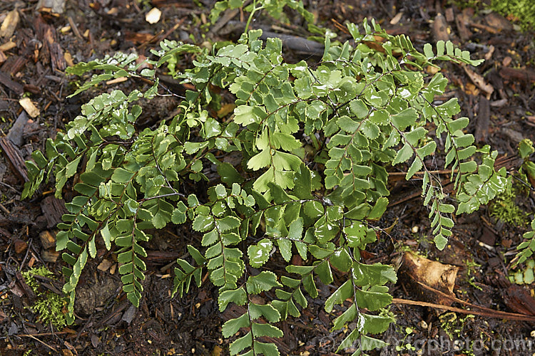 Hairy Maidenhair (<i>Adiantum fulvum</i>), a small, rhizomatous, evergreen fern native to New Zealand. The mature fronds are up to 30cm long. Order: Polypodiales, Family: Pteridaceae