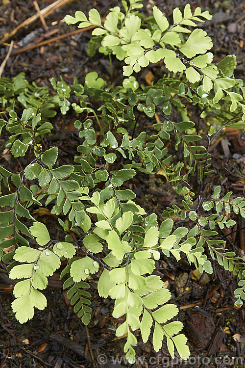 Hairy Maidenhair (<i>Adiantum fulvum</i>), a small, rhizomatous, evergreen fern native to New Zealand. The mature fronds are up to 30cm long. Order: Polypodiales, Family: Pteridaceae