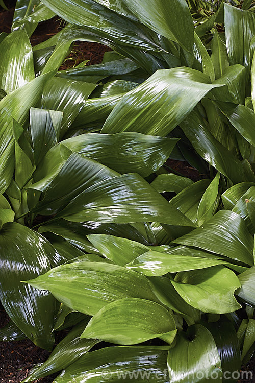 Cast. Iron Plant or Bar. Room Plant (<i>Aspidistra elatior</i>), an evergreen perennial found from the Himalayas to southern Japan. Its small brown flowers are not significant. The aspidistra was a very popular indoor plant in the days when houses were largely unheated, due to its ability to survive in draughty, poorly lit locations. aspidistra-2375htm'>Aspidistra.