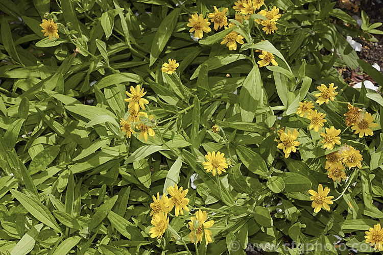 Chamisso Arnica (<i>Arnica chamissonis</i>), an early summer-flowering herbaceous perennial daisy native to western North America, where it occurs from the Arctic to northern Mexico. In the northern central part of its range it also extends to eastern Canada