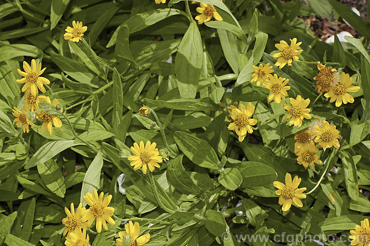 Chamisso Arnica (<i>Arnica chamissonis</i>), an early summer-flowering herbaceous perennial daisy native to western North America, where it occurs from the Arctic to northern Mexico. In the northern central part of its range it also extends to eastern Canada. Order: Asterales, Family: Asteraceae