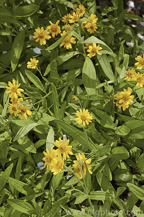 Chamisso Arnica (<i>Arnica chamissonis</i>), an early summer-flowering herbaceous perennial daisy native to western North America, where it occurs from the Arctic to northern Mexico. In the northern central part of its range it also extends to eastern Canada. Order: Asterales, Family: Asteraceae