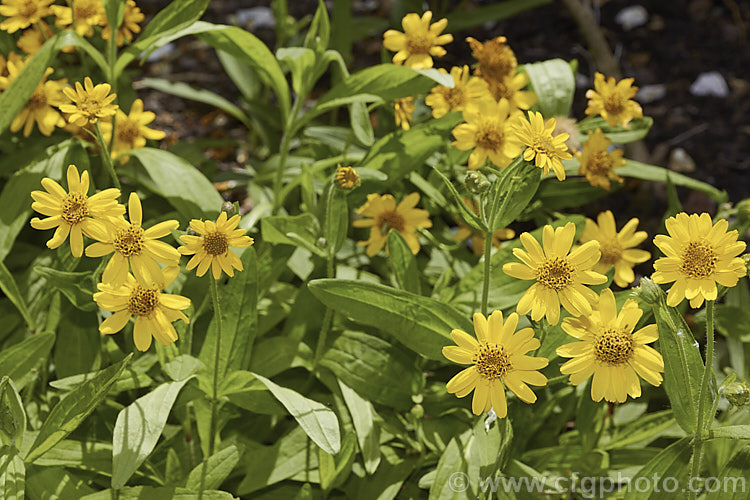 Chamisso Arnica (<i>Arnica chamissonis</i>), an early summer-flowering herbaceous perennial daisy native to western North America, where it occurs from the Arctic to northern Mexico. In the northern central part of its range it also extends to eastern Canada. Order: Asterales, Family: Asteraceae