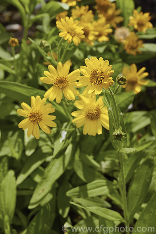 Chamisso Arnica (<i>Arnica chamissonis</i>), an early summer-flowering herbaceous perennial daisy native to western North America, where it occurs from the Arctic to northern Mexico. In the northern central part of its range it also extends to eastern Canada. Order: Asterales, Family: Asteraceae