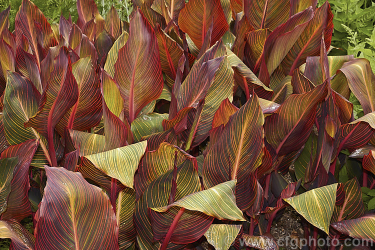 Canna x generalis 'Tropicanna', one of the many cultivars of this group of hybrid rhizomatous perennials of species from the American tropics and subtropics 'Tropicanna' has bright orange flowers but is really grown more for its boldly marked foliage, which is usually at its most colourful before the flowerheads open. Order: Zingiberales, Family: Cannaceae