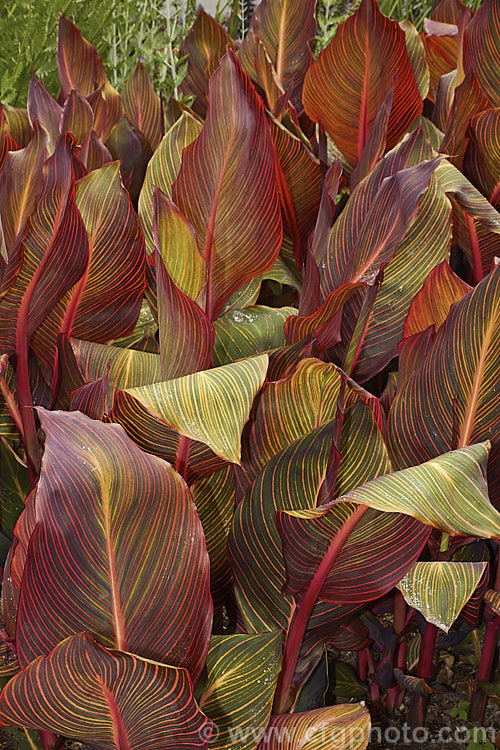 Canna x generalis 'Tropicanna', one of the many cultivars of this group of hybrid rhizomatous perennials of species from the American tropics and subtropics 'Tropicanna' has bright orange flowers but is really grown more for its boldly marked foliage, which is usually at its most colourful before the flowerheads open. Order: Zingiberales, Family: Cannaceae