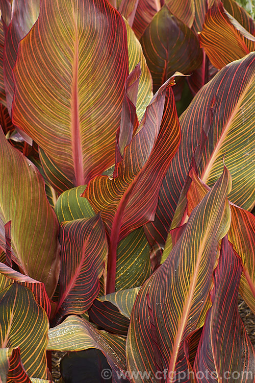 Canna x generalis 'Tropicanna', one of the many cultivars of this group of hybrid rhizomatous perennials of species from the American tropics and subtropics 'Tropicanna' has bright orange flowers but is really grown more for its boldly marked foliage, which is usually at its most colourful before the flowerheads open. Order: Zingiberales, Family: Cannaceae