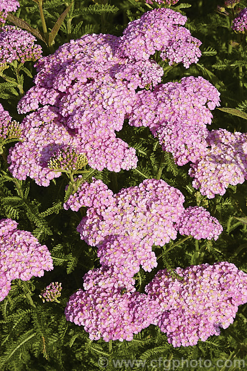 <i>Achillea millefolium</i> 'Apple Blossom', a 1m high, bright lilac pink-flowered cultivar of a vigorous Eurasian perennial that has naturalised in many parts of the world. Order: Asterales, Family: Asteraceae