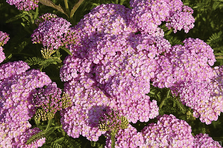 <i>Achillea millefolium</i> 'Apple Blossom', a 1m high, bright lilac pink-flowered cultivar of a vigorous Eurasian perennial that has naturalised in many parts of the world. Order: Asterales, Family: Asteraceae