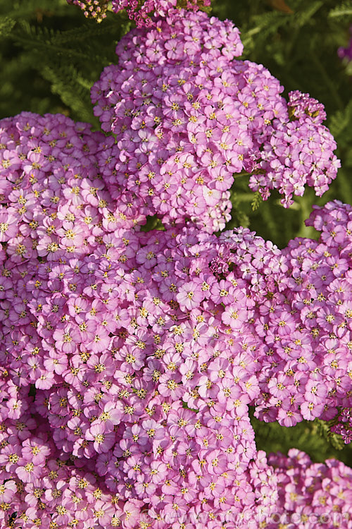 <i>Achillea millefolium</i> 'Apple Blossom', a 1m high, bright lilac pink-flowered cultivar of a vigorous Eurasian perennial that has naturalised in many parts of the world. Order: Asterales, Family: Asteraceae